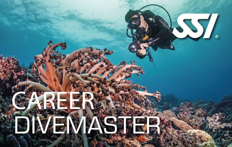 Divemaster Career